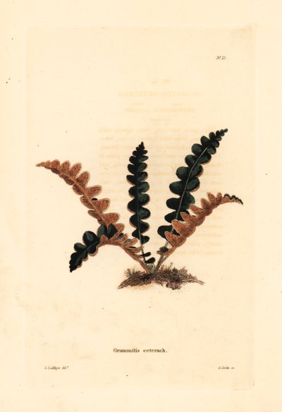 Rustyback fern. Handcoloured copperplate engraving by George Cooke after George Loddiges from Conrad Loddiges