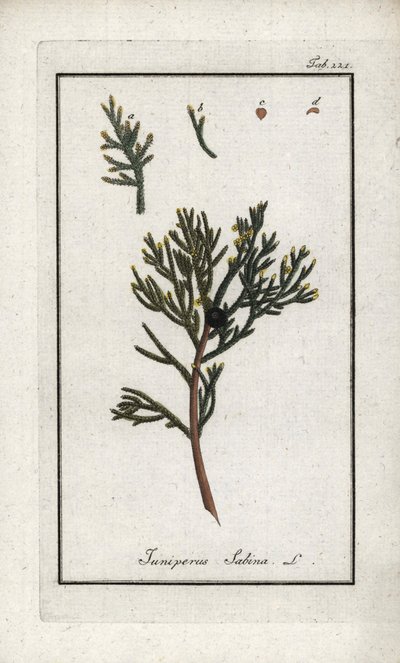 Sabine Juniper (Juniperus sabina). Lithograph from 