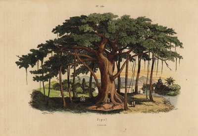 Sacred fig tree, Ficus religiosa by Unbekannt