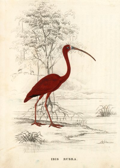 Scarlet ibis, Eudocimus ruber. Handcoloured steel engraving from Georg Friedrich Treitschke