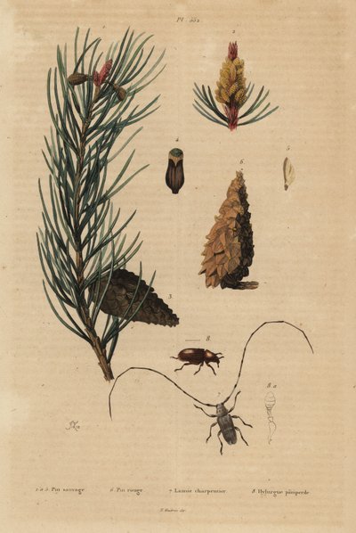 Scots Pine and Red or Norway Pine, Weaver Beetle and Pine Beetle by Unbekannt