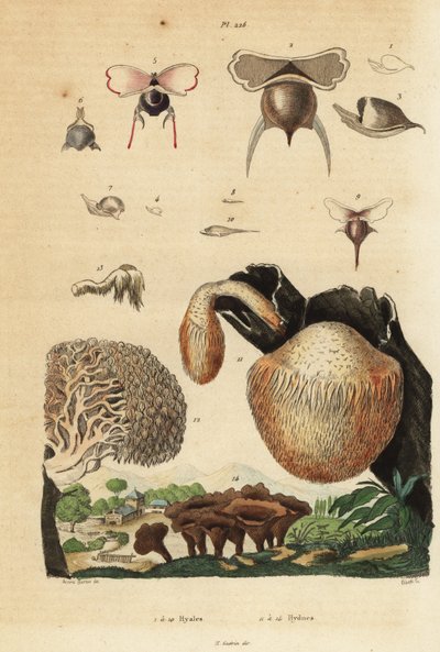 Sea Snails and Hydnum Mushrooms by Unbekannt
