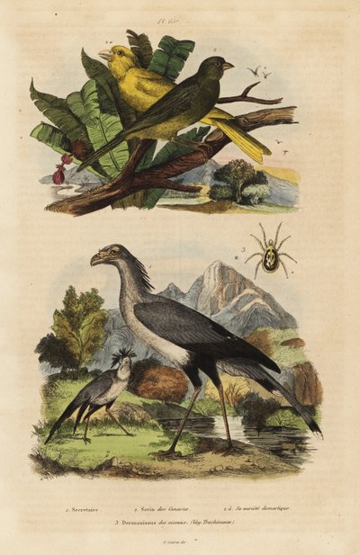 Secretary bird, Sagittarius serpentarius, wild and tame canaries, Serinus canaria by Unbekannt