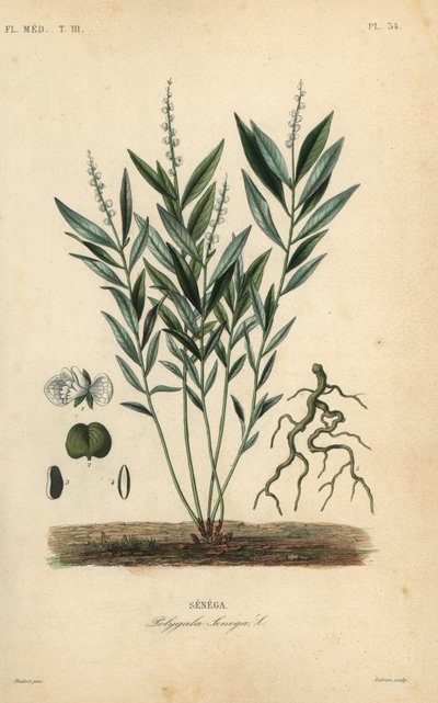 Seneca snakeroot or rattlesnake root, Polygala senega by Unbekannt