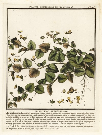 Sharpleaf cancerwort, Kickxia elatine by Unbekannter Künstler