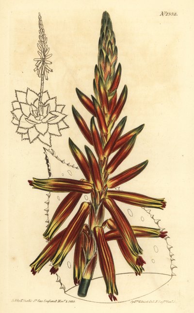 Short leaved aloe, Aloe brevifolia by Unbekannt