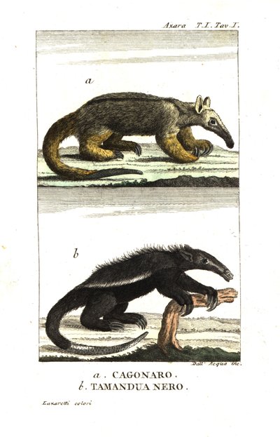 Silky Anteater or Pygmy Anteater (Fourmilier) (Azara