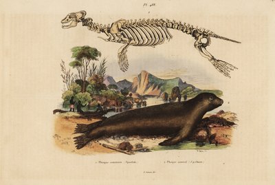 Skeleton of the common seal, Phoca vitulina, and Australian sea lion, Neophoca cinerea by Unbekannt