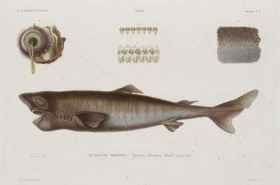 Sleeper Shark, Iceland, Early 19th Century by Unbekannter Künstler