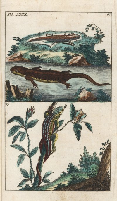 Smooth or Common Triton and Sand Lizard by Unbekannter Künstler