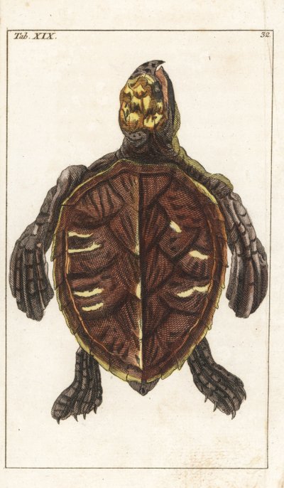 Snack Turtle or Scale Turtle by Unbekannter Künstler