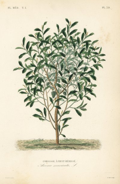 Soursop, graviola or guyabano tree by Unbekannt