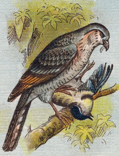 Sparrow. Engraving in "Alphabet de ma petite fille". Bernardin-Bechet and Fils, bookseller-publishers, Paris, around 1895 by Unbekannt