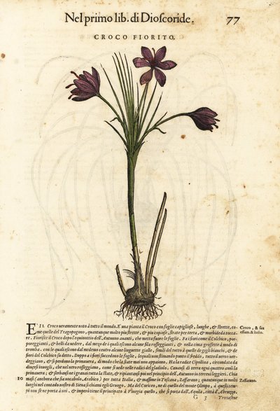 Spring crocus by Unbekannter Künstler