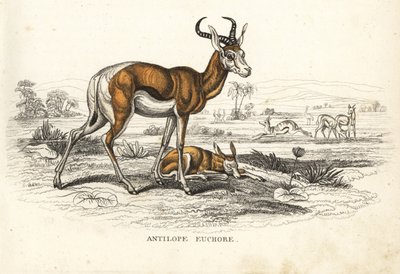 Springbok, Antidorcas marsupialis. Handcoloured lithograph from Georg Friedrich Treitschke