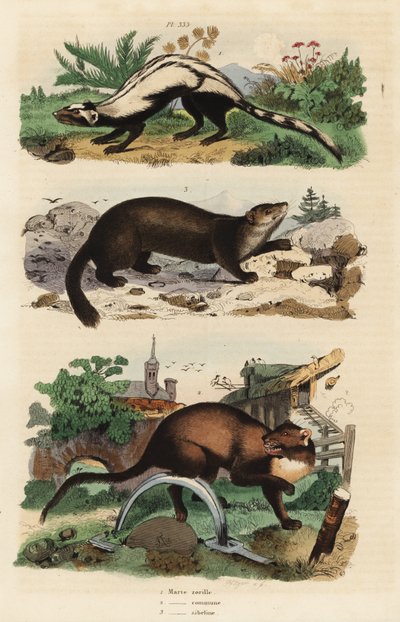 Striped Polecat, Ictonyx Striatus 1, European Pine Marten, Martes Martes 2 and Sable, Martes Zibellina 3 by Unbekannt