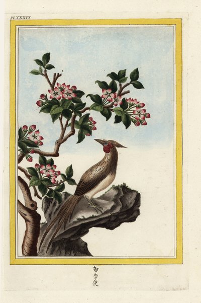 The Apple Tree of China. Chinese crabapple, Malus prunifolia. Handcoloured etching from Pierre Joseph Buchoz 