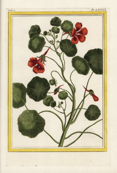 The Capuchin. Garden nasturtium, Tropaeolum majus. Handcoloured etching from Pierre Joseph Buchoz 
