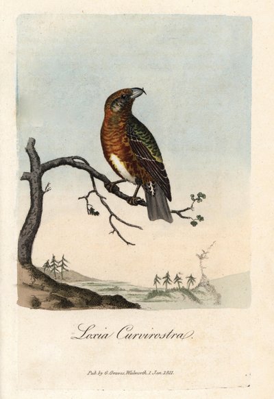 The bill crosses fir trees. Coloured copper engraving by George Graves, in British Ornithology by Unbekannter Künstler