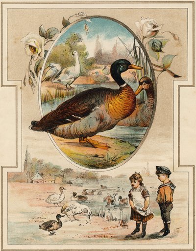 The duck. Engraving in "Mon premier Grand Alphabet". Bernardin-Bechet Edition, Paris, circa 1890. Illustrations by A. des Lilleuls. by Unbekannt