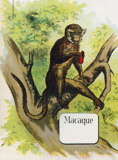 The Macaque. Engraving in 