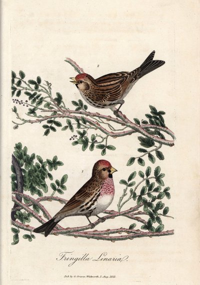 The sizerin or small linnet. Coloured copper engraving by George Graves, in British Ornithology by Unbekannter Künstler