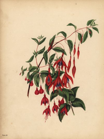 The slender and globose Fuchsia, Fuchsia magellanica, Taste by Unbekannt
