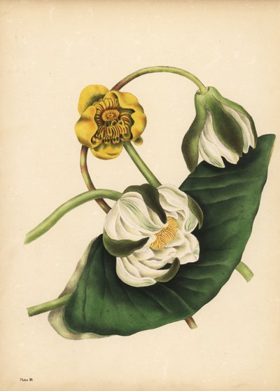 The white Water-Lily, Nymphaea odorata, and yellow waterlily, Nuphar lutea, Silence by Unbekannt
