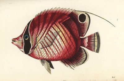 Threadfin butterflyfish, Chaetodon auriga (Red-striped chaetodon, Chaetodon setifer). Illustration drawn and engraved by Richard Polydore Nodder. Handcoloured copperplate engraving from George Shaw and Frederick Nodder