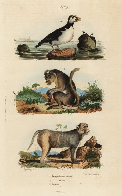 Toque Macaque, Rhesus Macaque, and Parakeet Auklet by Unbekannt