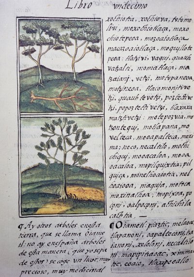 Trees, Wild Cypresses and Firs, Page from Florentine Codex by William M. Timlin