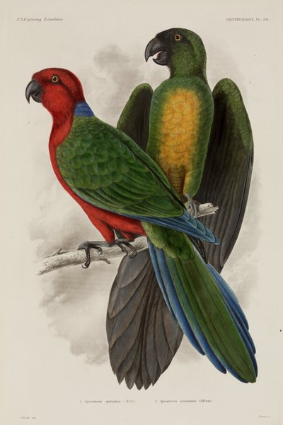 Two Types of Parrot, Fiji by Unbekannter Künstler