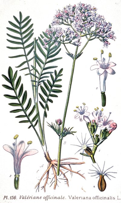 Valerian Officinale, c.1880-1900 (Engraving) by Unbekannter Künstler