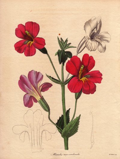 Variety of mimulus (Mimulus roseo cardinalis). Hodson hybrid variety, called monkey flower or musk flower. Illustration by Augusta Innes Withers by Unbekannter Künstler