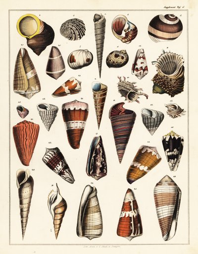 Varieties of shells, molluscs by Unbekannter Künstler