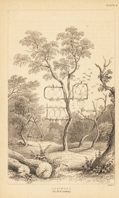 Varieties of Wire Traps for Bird Catching (engraving) by Unbekannter Künstler