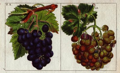 Variety of Grapes: White and Black by Unbekannter Künstler