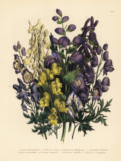Various-leaved monkshood, yellow monkshood, pale yellow monkshood, Carpathian purple wolfsbane, panicled monkshood, common monkshood, and variegated monkshood by Unbekannter Künstler