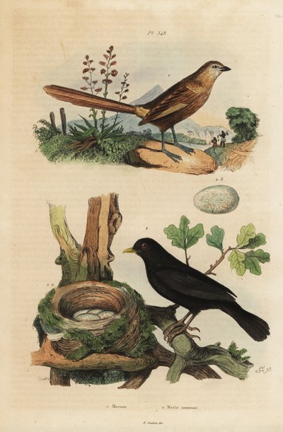 Western grasswren and common blackbird with nest and eggs by Unbekannt