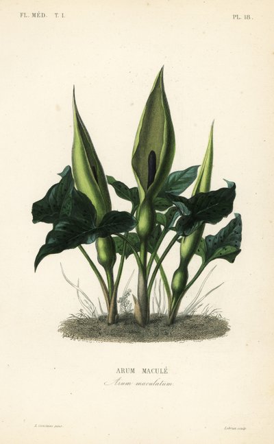 Wild arum, Arum maculatum by Unbekannt