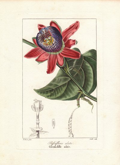 Winged-Stem Passion Flower, Native to Brazil by Unbekannter Künstler