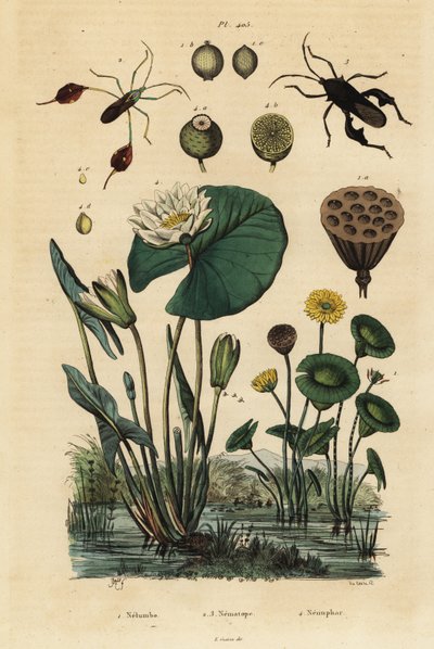 Yellow Lotus, Nelumbo Lutea 1, Leaf-Footed Bugs, Anisoscelis Foliaceus 2 and Anoplocnemis Curvipes 3, and White Water Lily, Nymphaea Alba 4 by Unbekannt