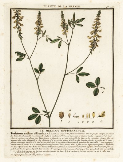 Yellow sweet clover, yellow melilot, ribbed melilot, Melilotus by Unbekannter Künstler