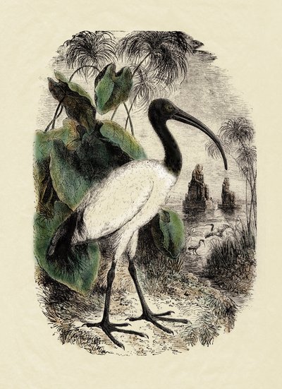 Zoology: Sacre Ibis (Threskiornis aethiopicus), engraving of the 19th century by Unbekannter Künstler