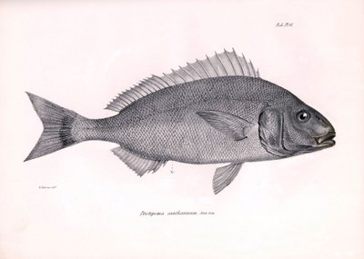 Zoology: representation of the fish Pristipoma cantharinum described by Charles Darwin during his voyage aboard the Beagle. Plate from The zoology of the voyage of H.M.S. Beagle under the command of Captain Fitzroy during the years 1832-1836 by Unbekannter Künstler