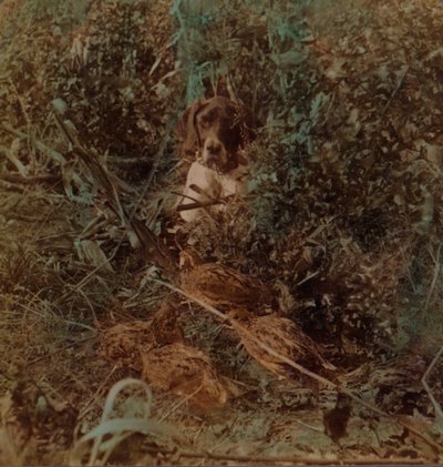 Hunting in Western Prairie Country, a Covey of Quail and a Pointer - in Corn Stubble by Underwood and Underwood