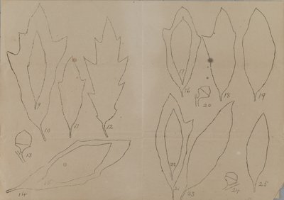 Study of Leaf Shapes by Unidentified