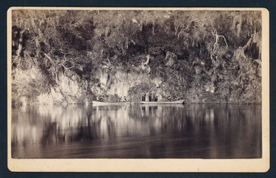 Under the Bluffs of the Withlacoochee River, Florida by Unidentified