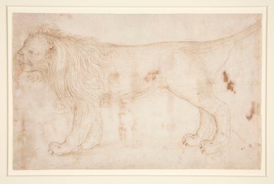 A Lion by Unknown