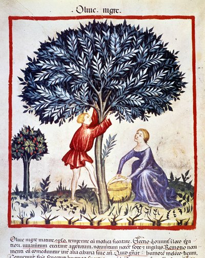 A man climbs on an olive tree to pick black olives. Illumination from the milking of medicine and dietetics 